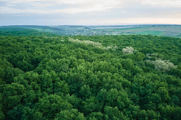 Letecký Pohled Tmavě Zelený Svěží Les Hustými Korunami Stromů Létě — Stock fotografie