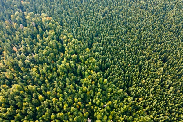Vista Aérea Del Bosque Pinos Verdes Con Abetos Oscuros Paisajes —  Fotos de Stock