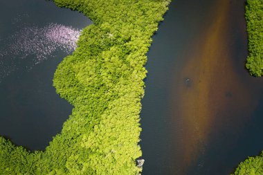 Everglades 'in su koyları arasındaki yeşil bitki örtüsüyle kaplı bataklığını görebiliyoruz. Florida 'daki birçok tropikal türün doğal yaşam alanı..