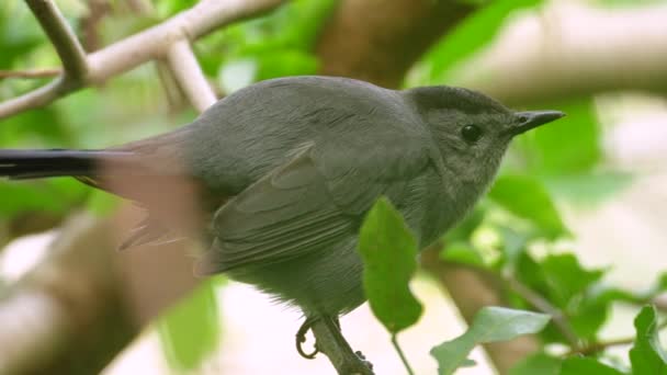 Gray Catbird Posazený Větvi Stromu Létě Florida Keře — Stock video