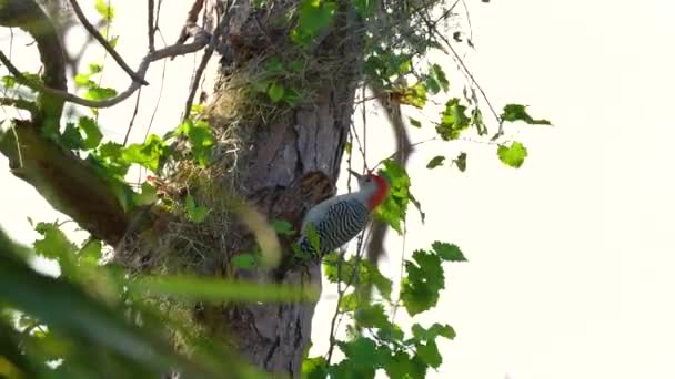 夏のフロリダの森の木の枝で食べ物を探している赤い鳥 — ストック動画
