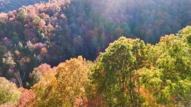 Güneşli bir günde sonbahar ormanlarında renkli tepe örtüleri olan yemyeşil orman manzarası. Sonbahar vahşi doğasının manzarası.