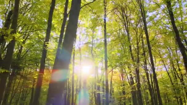 Brightly Illuminated Sunlight Beams Green Forest Lush Trees Autumn Sunrise — Stock Video