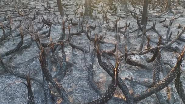 Vegetația Moartă Carbonizată Ars După Focul Sălbatic Distrus Pădurile Din — Videoclip de stoc
