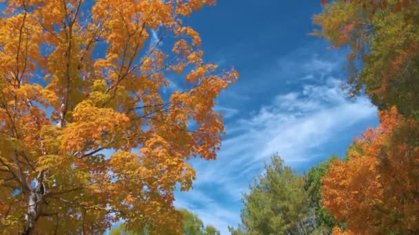 Bosque Exuberante Con Toldos Colores Los Bosques Otoño Día Soleado — Vídeos de Stock
