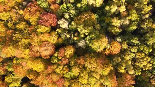 Sonbahar Ormanlarında Güneşli Bir Günde Sarı Turuncu Tenteli Olan Renkli — Stok video