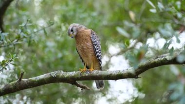 The red-shouldered hawk bird perching on tree branch looking for prey to hunt in dense woods.