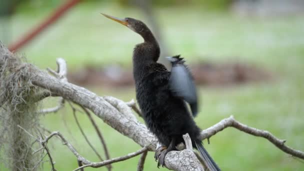 Big Anhinga Bird Resting Tree Branch Florida Wetlands — Stock video