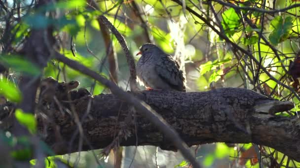 Common Dove Bird Perched Tree Branch Summer Florida Shrubs — Stock Video