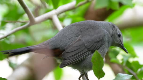 Pássaro Gavião Cinza Empoleirado Galho Árvore Verão Arbustos Flórida — Vídeo de Stock