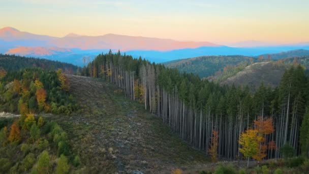 秋天日落时分 空中俯瞰着一片漆黑的森林 森林树木被砍倒 面临人类毁灭危险的野生林地的美丽风景 — 图库视频影像