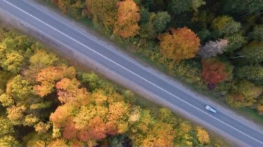 Güneşli bir akşamda, sonbahar ormanlarında renkli tepe örtüleri olan yemyeşil ormanlar arasındaki kırsal yol manzarası. Günbatımında vahşi sonbahar manzarası.