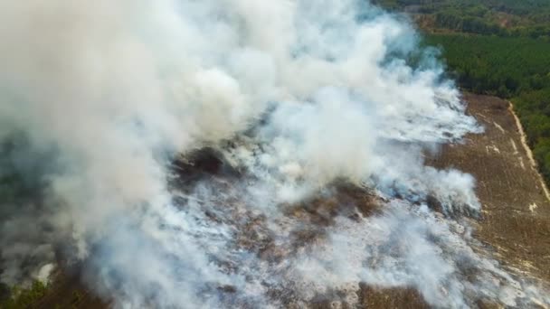 大気汚染を高める森林火災からの白い煙の空中ビュー 自然災害の概念 — ストック動画