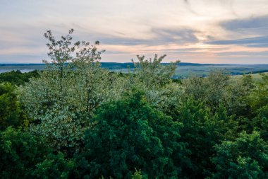 İlkbaharda çiçek açan yeşil ağaçların olduğu koyu yemyeşil ormanın havadan görünüşü..