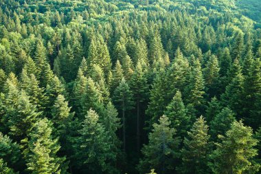 Koyu ladin ağaçlı yeşil çam ormanının havadan görünüşü. Yukarıdan orman manzarası yok.