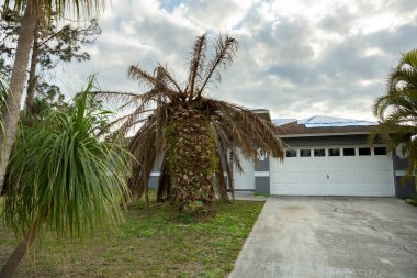 Florida 'nın arka bahçesinde kurumuş dalları olan ölü palmiye ağaçları. Ağaç kaldırma kavramı.