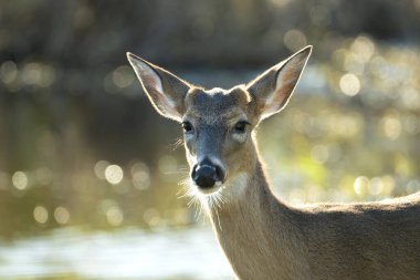 Key Deer in natural habitat in Florida state park. clipart