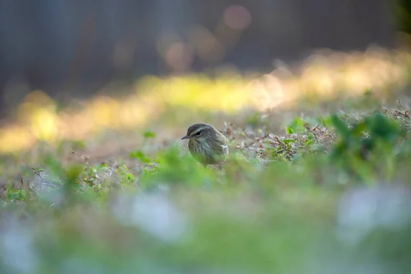 一只棕榈莺在草坪草场的后院寻找昆虫 — 图库照片