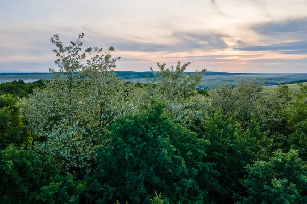 Letecký Pohled Tmavý Svěží Les Kvetoucími Zelenými Stromy Baldachýny Jaře — Stock fotografie