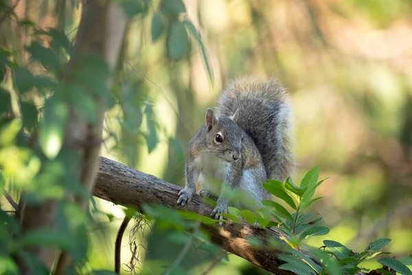 Esquilo Cinza Selvagem Bonito Arbustos Florida — Fotografia de Stock