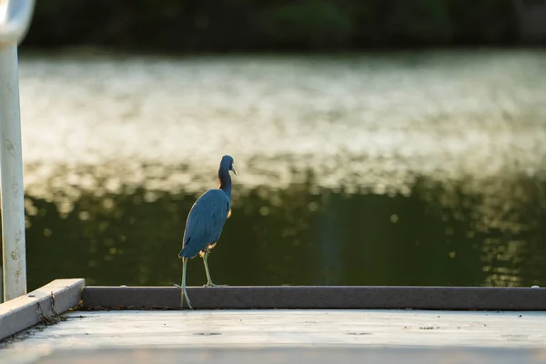 Little Blue Heron Bird Perching Lake Water Florida Wetland — Foto de Stock