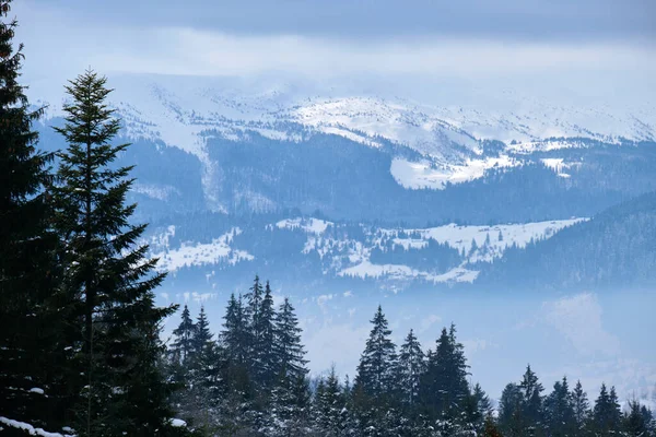Zimowy Krajobraz Ciemnym Rozpryskiem Drzew Pokryte Śniegiem Lasu Zimnych Górach — Zdjęcie stockowe