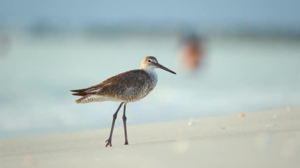 Large Billed Dowitcher Wild Sea Bird Looking Food Seaside Summer — Stok video