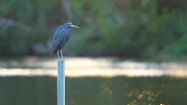 Kleine Blauwe Reiger Vogel Zittend Buurt Van Meer Water Florida — Stockvideo