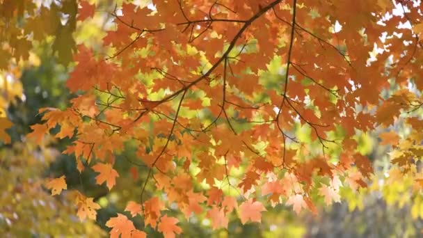 Světlý Les Barevnými Baldachýny Podzimních Lesích Slunečného Dne Krajina Podzimní — Stock video
