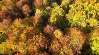Sonbahar ormanlarında güneşli bir günde sarı ve turuncu tenteli olan renkli ormanın manzarası. Sonbaharda vahşi doğanın manzarası.