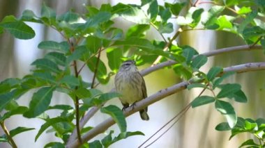 Bir Palm Warbler kuşu yazın bir ağaç dalına tünemiş Florida çalıları.