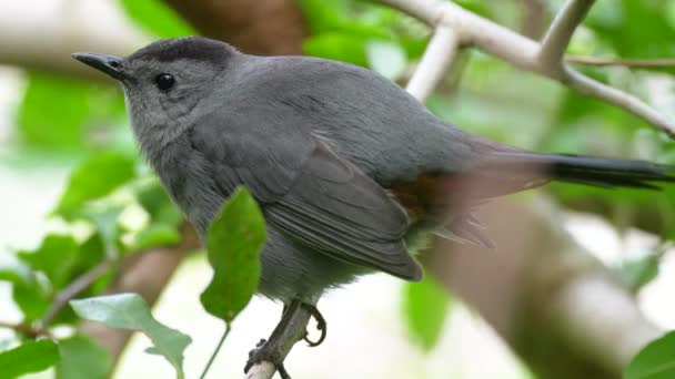 Pássaro Gavião Cinza Empoleirado Galho Árvore Verão Arbustos Flórida — Vídeo de Stock