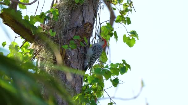 佛罗里达州夏天的树林里 一只饥饿的啄木鸟栖息在树枝上觅食 — 图库视频影像