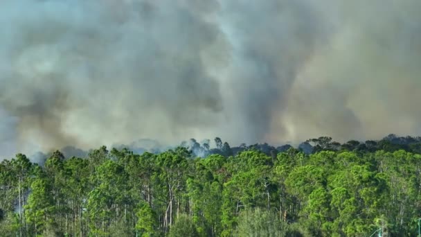 Letecký Pohled Velký Požár Hořící Lesích Floridské Džungle Horké Plameny — Stock video