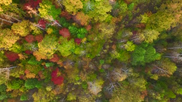 晴れた日には秋の森の中でカラフルなキャノピーと緑豊かな森の空中ビュー 秋の野生自然景観 — ストック動画