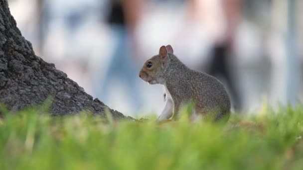 Beautiful Wild Gray Squirrel Summer Town Park — ストック動画