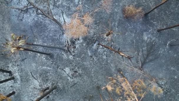 在森林大火摧毁了佛罗里达州的丛林之后 黑色的枯死植物被烧毁了 地面覆盖着灰层 自然灾害概念 — 图库视频影像