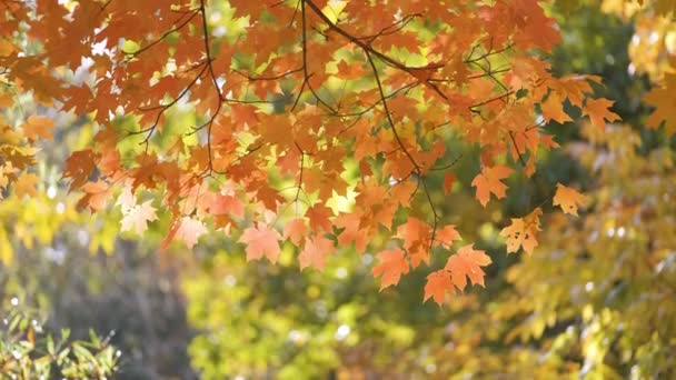 艳阳天 秋天的森林里 有五彩缤纷的黄色和橙色的树冠 秋天的野外风景 — 图库视频影像