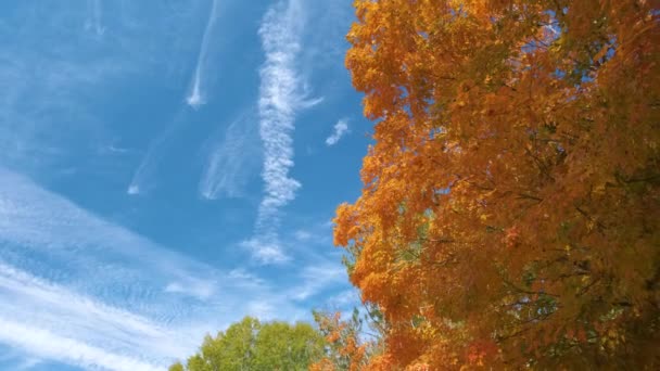 날에는 노란색 주황색의 캐노피가 가을의 — 비디오