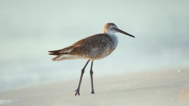 Large Billed Dowitcher Wild Sea Bird Looking Food Seaside Summer — Stock Video
