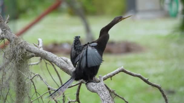 Big Anhinga Bird Resting Tree Branch Florida Wetlands — Wideo stockowe