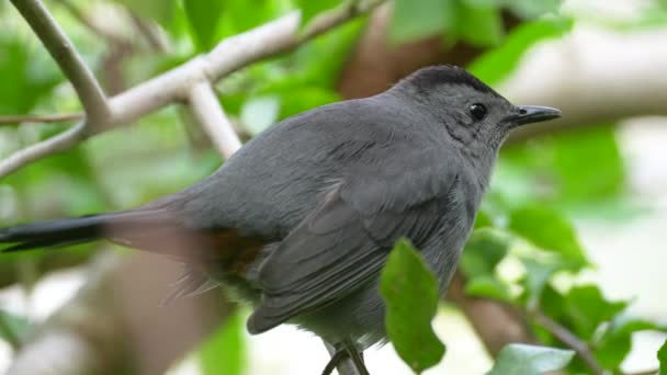 Gray Catbird Bird Perched Tree Branch Summer Florida Shrubs — Vídeo de Stock