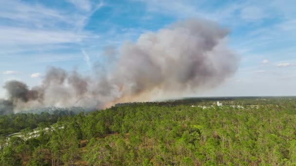 フロリダのジャングルの森で激しく燃える危険な野火 鬱蒼とした森の中で熱い炎 有毒煙大気汚染 — ストック動画