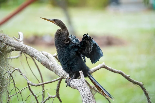 Pasăre Mare Anhinga Care Odihnește Ramura Copacilor Din Zonele Umede — Fotografie, imagine de stoc