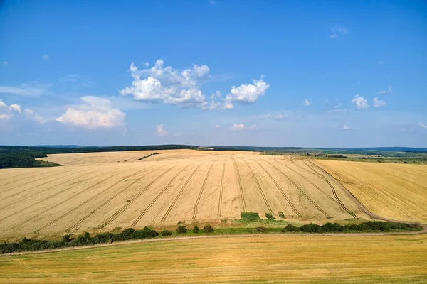 Vzdušná Krajina Pohled Žluté Obdělávané Zemědělské Pole Zralou Pšenicí Jasný — Stock fotografie