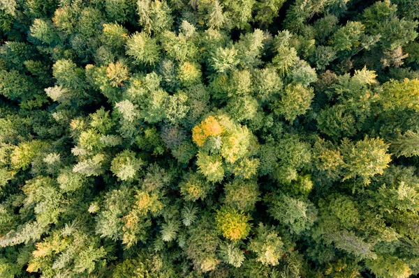 Vista Aérea Del Bosque Pinos Verdes Con Abetos Oscuros Paisajes — Foto de Stock