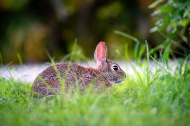 Gri küçük tavşan yaz tarlasında ot yiyor. Vahşi tavşan doğada.