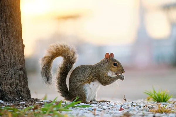 Beautiful Wild Gray Squirrel Summer Town Park — Fotografia de Stock