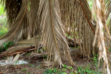 Florida 'nın arka bahçesinde kurumuş dalları olan ölü palmiye ağaçları. Ağaç kaldırma kavramı.