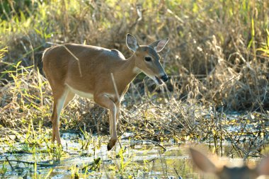 Florida Eyalet Parkı 'ndaki doğal yaşam alanındaki anahtar geyik..